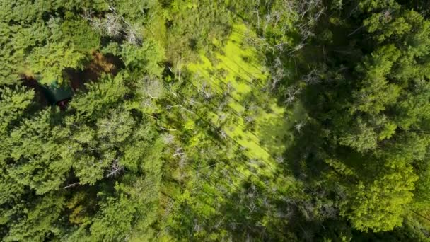 Área Pantanosa Algas Florecientes Cubiertas Ojos Pájaro — Vídeos de Stock