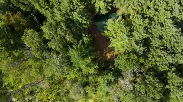 Ormandaki Çam Ağaçlarının Üzerinden Hızla Iniyor — Stok video