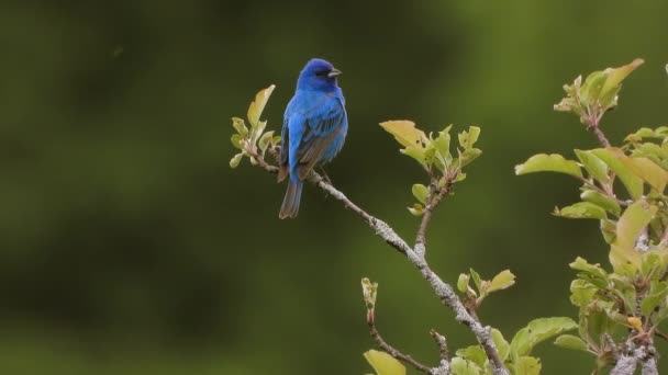 Krásné Indigo Bunting Zpěv Peched Větvi Zelenými Listy Songbirds Concept — Stock video