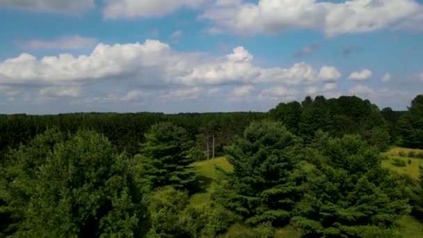 Pedestal Hacia Arriba Una Antigua Pista Dos Bosque Sección Tierras — Vídeos de Stock