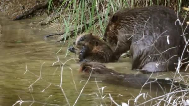 Uma Família Castores Norte Americanos Castor Canadensis Preparando Limpando Água — Vídeo de Stock