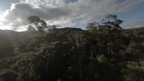 Sendero Vuelo Aves Través Del Dosel Árboles Exuberante Selva Amazónica — Vídeo de stock