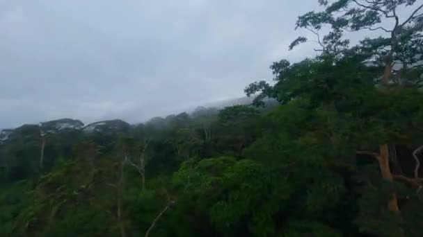 Drammatico Drone Fpv Moody Attraverso Nebbia Nel Rio Delle Amazzoni — Video Stock