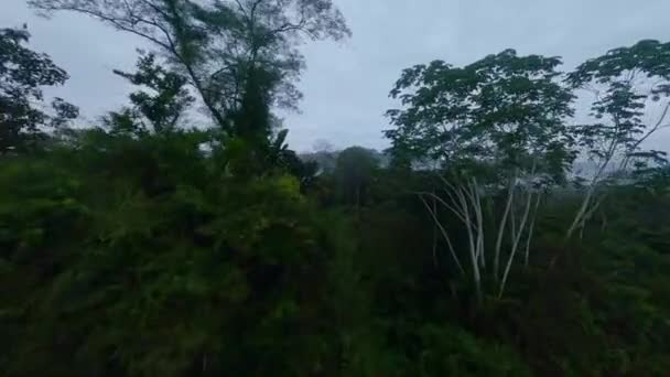 Gewagter Fpv Drohnenflug Durch Nebliges Baumkronendach Des Amazonas Regenwaldes — Stockvideo