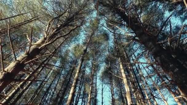 高大的松树在轻快的冬风中摇曳着 阳光普照 巴伦硬木树干突出了冬季的景象 在北卡罗莱纳州新河州立公园被枪杀 — 图库视频影像