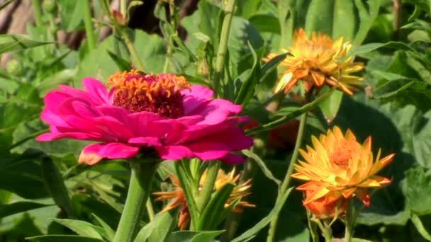 与其他植物的绿色混合的粉红色和黄色花 Zinnias和Patulas的特写 — 图库视频影像