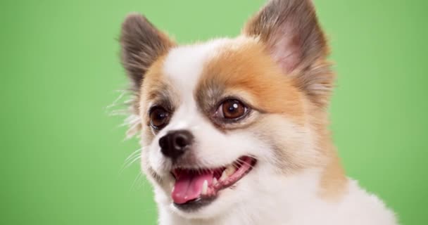 Retrato Del Lindo Cachorro Esponjoso Spitz Pomeraniano Pequeño Perro Sonriente — Vídeo de stock