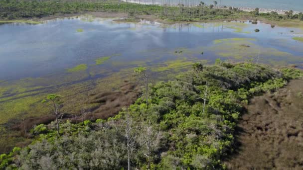 濃いフロリダの森の上を飛んで 浅い水の自然湾の海岸湾と河口を越えて — ストック動画