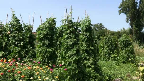 Yeşil Fasulye Domates Meyve Çeşitli Çiçeklerle Işlenmiş Sebze Bahçesi Resmi — Stok video