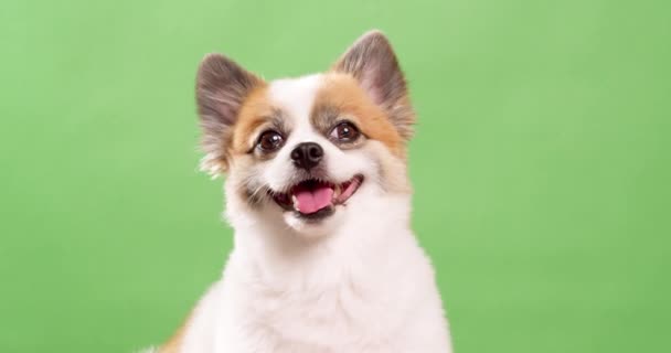 Pomeranian Spitz Sevimli Pofuduk Köpeğinin Portresi Yeşil Arka Planda Yatan — Stok video