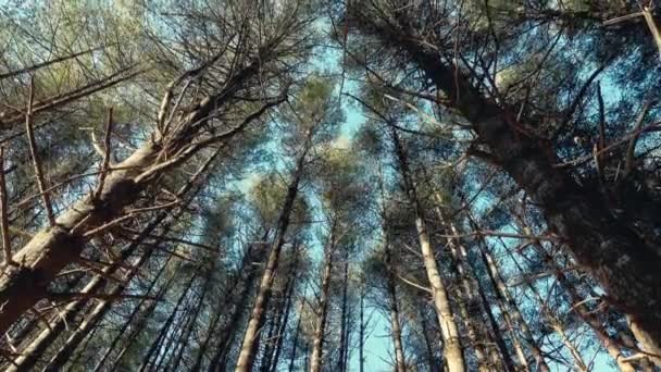 Vysoké Stromy Kolébající Zimním Větru New River State Park Severní — Stock video