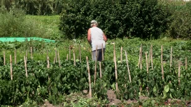 Kobieta Pielęgnująca Ogród Warzywny Warzywami Papryką Pomidorami Marchewką Oraz Innymi — Wideo stockowe