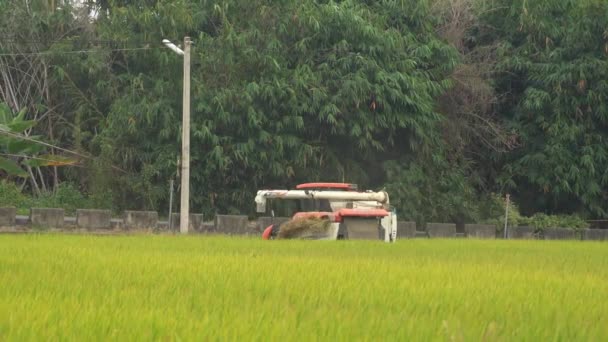 Ampliar Lentamente Toma Del Arrozal Arroz Cultivado Cosechando Cultivos Con — Vídeo de stock