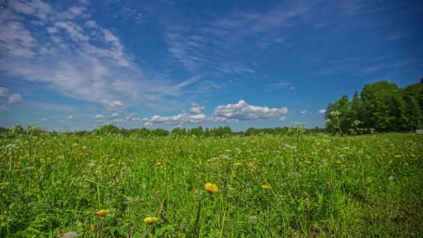 Tiro Estático Nuvem Branca Passando Timelapse Sobre Flores Amarelas Brancas — Vídeo de Stock