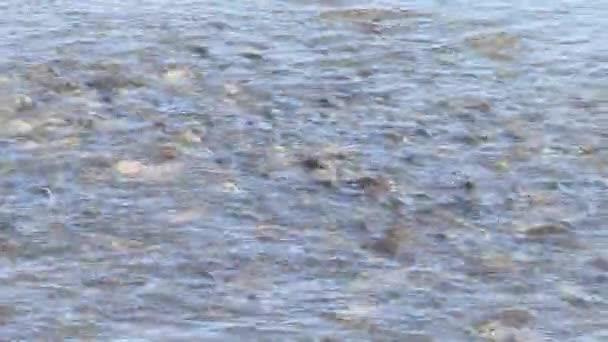 Grand Banc Poissons Qui Nourrissent Dans Étang Eau Salée Poissons — Video