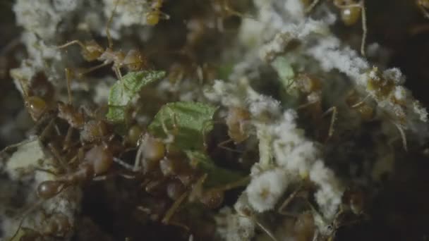 Fourmis Coupeuses Feuilles Tranchant Les Feuilles Intérieur Nid Pour Nourrir — Video