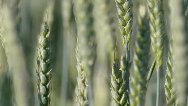 Green Wheat Fields Sunny Day Shallow Depth Field Selective Focus — Video Stock