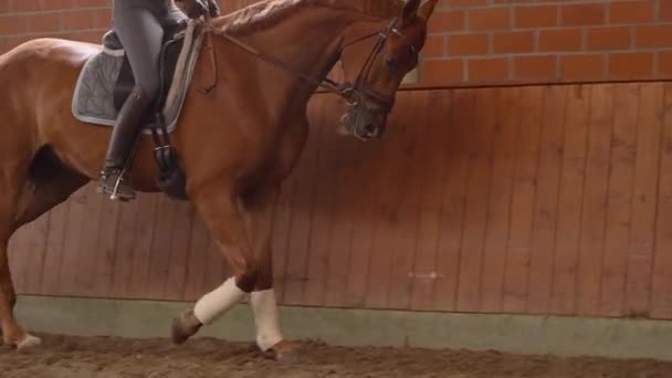 Rider Trotting Castane Dressage Horse Într Arenă Interioară Fotografie Urmărire — Videoclip de stoc