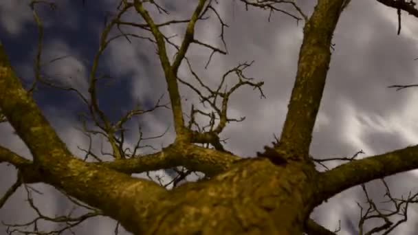 Rörlig Tid Förfaller Natt Med Moln Och Stjärnor Runt Träd — Stockvideo