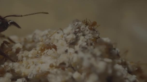Βασίλισσα Μυρμήγκι Τους Υφισταμένους Της Γύρω Macro Shot Super Closeup — Αρχείο Βίντεο