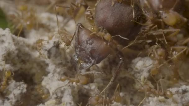 Enorme Hormiga Reina Rodeada Por Sus Pequeños Subordinados — Vídeo de stock