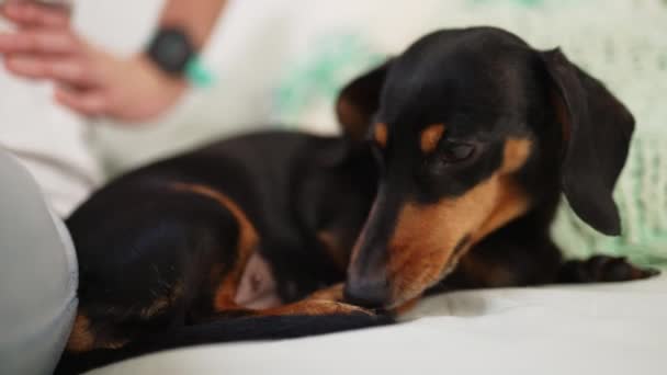 Carino Nero Marrone Bassotto Cane Cucciolo Posa Letto Leccare Zampe — Video Stock