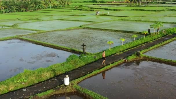 Jovem Caminhando Através Campo Arroz Após Colheita Nascer Sol Ubud — Vídeo de Stock