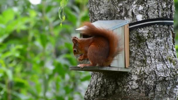 Close Red Squirrel Eating Standing Artificial Wooden Holder Located Tree — Stock Video