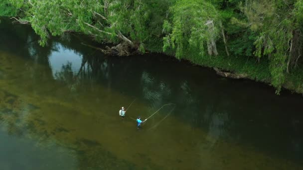 Aerial Drone Fisherman Casting Fly Fishing Rod Wading Australian Creek — Stock Video