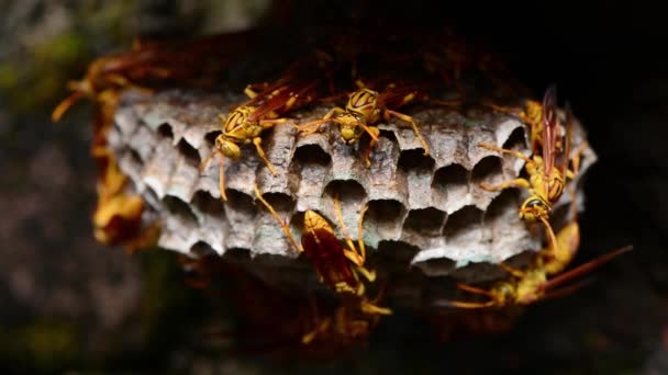 Hornissennest Sie Dringen Die Löcher Nest Ein Und Gehen Überall — Stockvideo