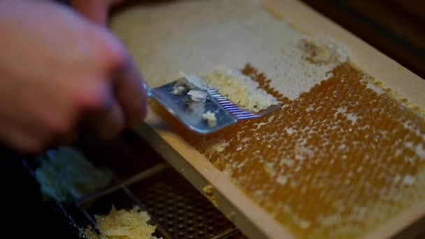 Человек Выращивает Мед Собирая Пчелиного Улья Металлическим Инструментом — стоковое видео