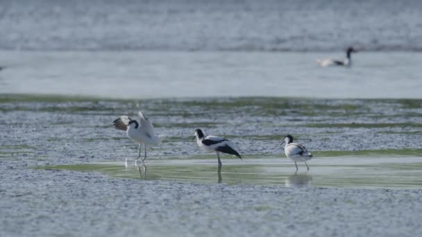 Kluut Macho Carga Perseguir Las Aves Del Grupo Posando Estanque — Vídeo de stock