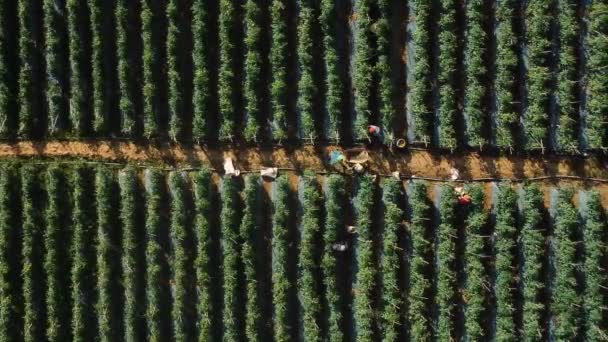 Aerial Drone Shot Wietnamskich Rolników Handpicking Pomidory Pola Upraw Wietnamie — Wideo stockowe