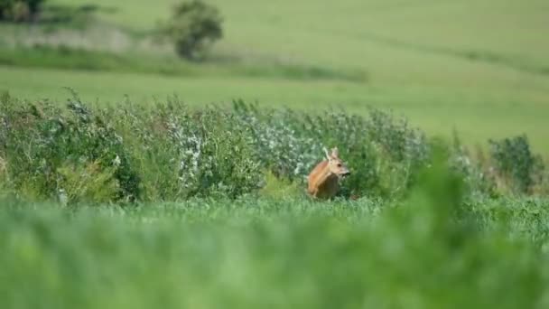 在一个阳光明媚的日子里 Roe Deer Capreolus Capreolus 在田里吃草 选择性焦点 — 图库视频影像