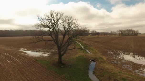 Obracający Się Strzał Drona Drzewa Polu — Wideo stockowe