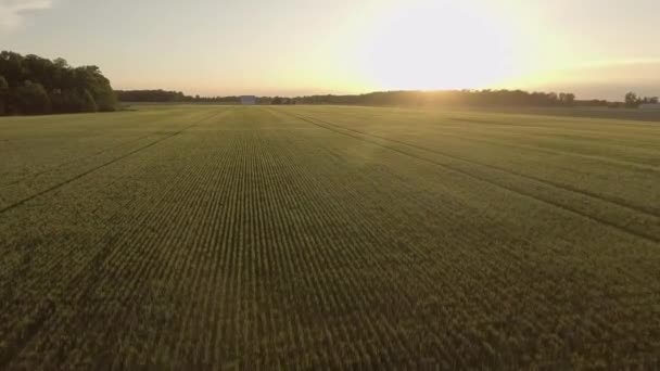 Kantelen Luchtfoto Drone Van Grote Landbouwgrond Tijdens Het Gouden Uur — Stockvideo