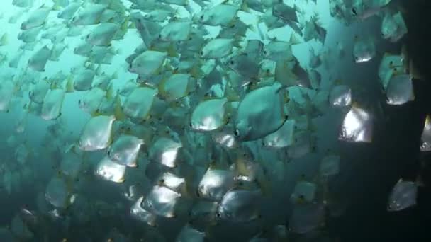 Duikers Zien Zwemmen Door Een School Van Glinsterende Vissen Onder — Stockvideo