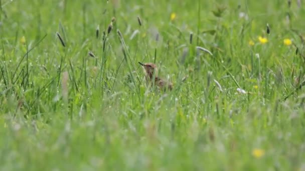 小黑尾蛇小鸡笨拙地在高高的草丛中走着 — 图库视频影像