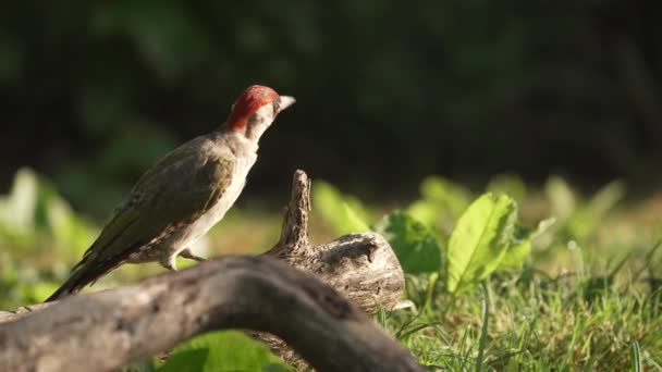 Picus Virdis Eurasian Green Woodpecker Red Crown Pták Sledující Oblohu — Stock video