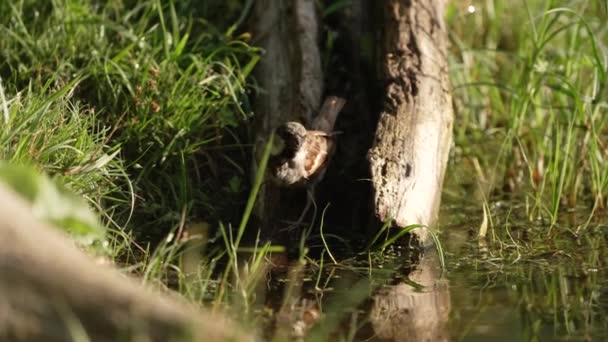 House Sparrow Bird Drinking Water Small Pale Bown Grey Plumage — 비디오