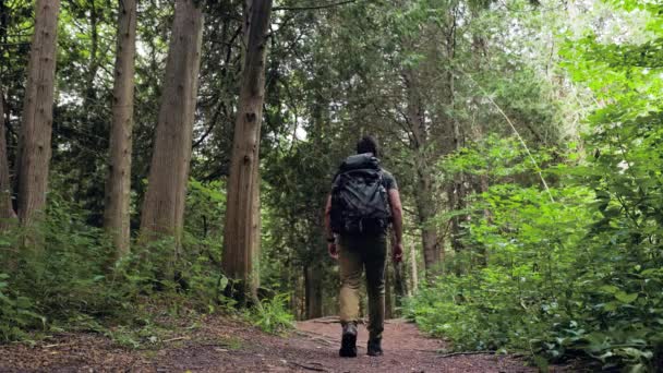 Современный Мужчина Турист Приключенческим Рюкзаком Входит Лесную Тропу Вдали Камеры — стоковое видео