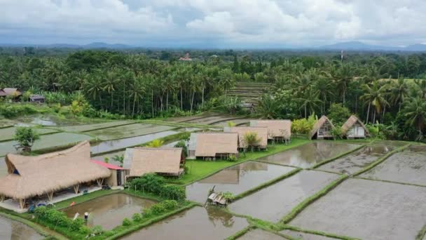 Gündoğumunda Ubud Bali Pirinç Tarlasında Çalışan Endonezyalıyla Birlikte Yerel Saman — Stok video