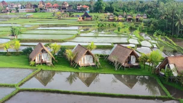 Aérea Campos Arroz Cabaña Villas Ubud Bali Amanecer Con Sol — Vídeo de stock