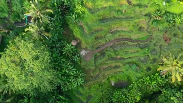 Vista Aérea Cima Para Baixo Terraço Campo Arroz Exuberante Tegallalang — Vídeo de Stock