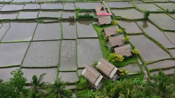 Belas Cabanas Palha Com Vista Para Campos Arroz Inundado Vazios — Vídeo de Stock