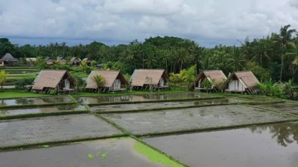 Alojamento Local Com Vista Para Campos Arroz Inundado Uma Manhã — Vídeo de Stock