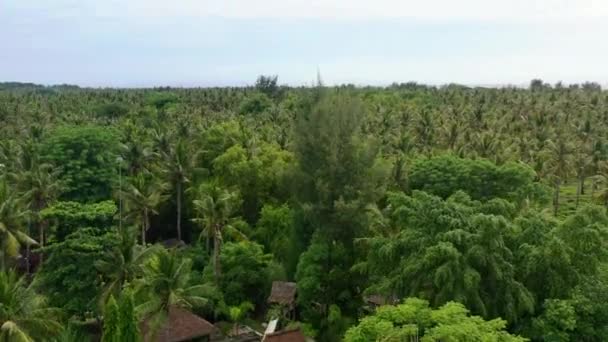 熱帯の島ジリ トラワンガン島のヤシの木の空中暴露フィールド — ストック動画