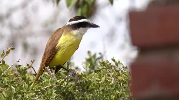 Μια Μεγάλη Kiskadee Pitangus Sulphuratus Σκαρφαλώνει Ένα Φράχτη Μια Αυλή — Αρχείο Βίντεο