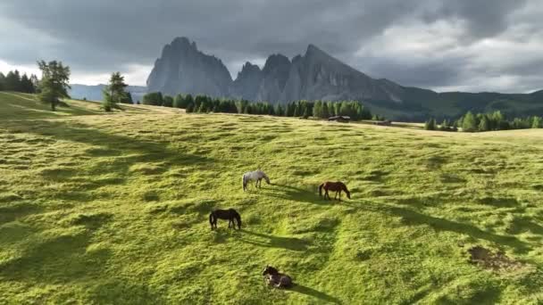 Koně Dolomitských Horách Úsvitu Krásné Ranní Světlo Koněm Pózujícím Louce — Stock video