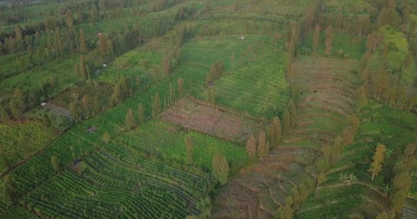 Aerial Drone Shot Largest Tobbaco Plantation Temanggung Central Java Indonesia — Stock Video